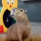 Capybara - Meduim