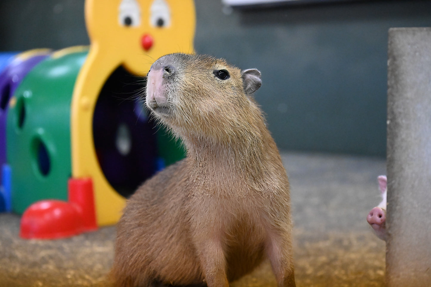 Capybara - Meduim